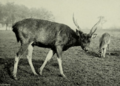 The deer of all lands (1898) Formosan sambar in Woburn Abbey