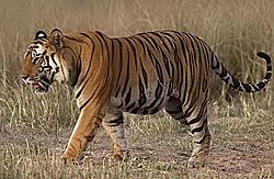 Bengal tiger Facts for Kids