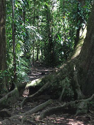TortugueroPark