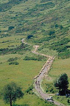 Transhumance-Aigoual-1