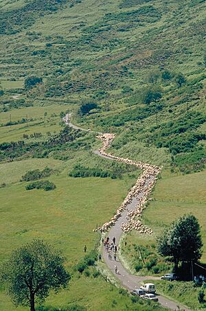 Transhumance-Aigoual-1