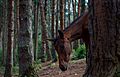 Wild Horse In Pine Forest