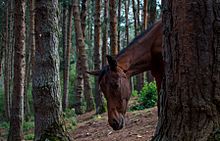 Wild Horse In Pine Forest