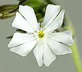 (MHNT) Silene latifolia - flower