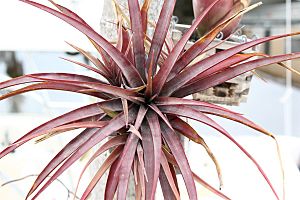 20100429 tillandsia novakii.jpg