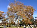 2014-11-02 12 00 54 American Sycamore during autumn at the Ewing Presbyterian Church Cemetery in Ewing, New Jersey
