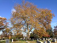 2014-11-02 12 00 54 American Sycamore during autumn at the Ewing Presbyterian Church Cemetery in Ewing, New Jersey