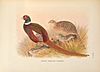 A monograph of the pheasants (10052488785).jpg