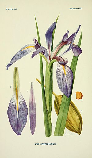 Addisonia - colored illustrations and popular descriptions of plants (1916-(1964)) (16586678809).jpg