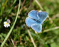 Adonis blue - Lysandra bellargus in flight at Aston Rowant