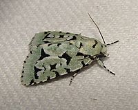 Agriopodes fallax – Green Marvel Moth