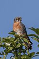 American kestrel (Falco sparverius sparveroides) male red morph