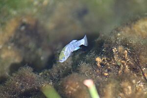 Ash Meadows NWR Amargosa Pupfish (5120919575)