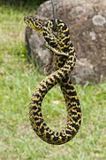 Atheris ceratophora - Usumbara Bush Viper.jpg