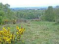 Atkinson's Warren Local Nature Reserve - geograph.org.uk - 411595