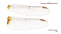 Austrothemis nigrescens male wings (34215846094)