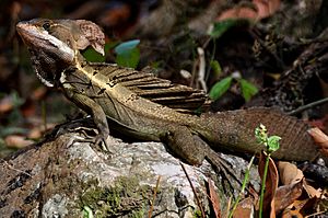 Basiliscus vittatus lizard on a rock, Costa Rica (2009)