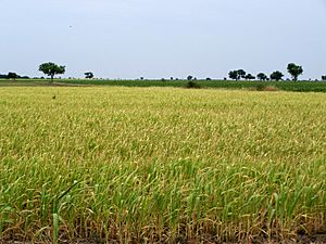 Bhaaliya Wheat field1