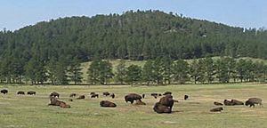 Bison grazing at Wind Cave
