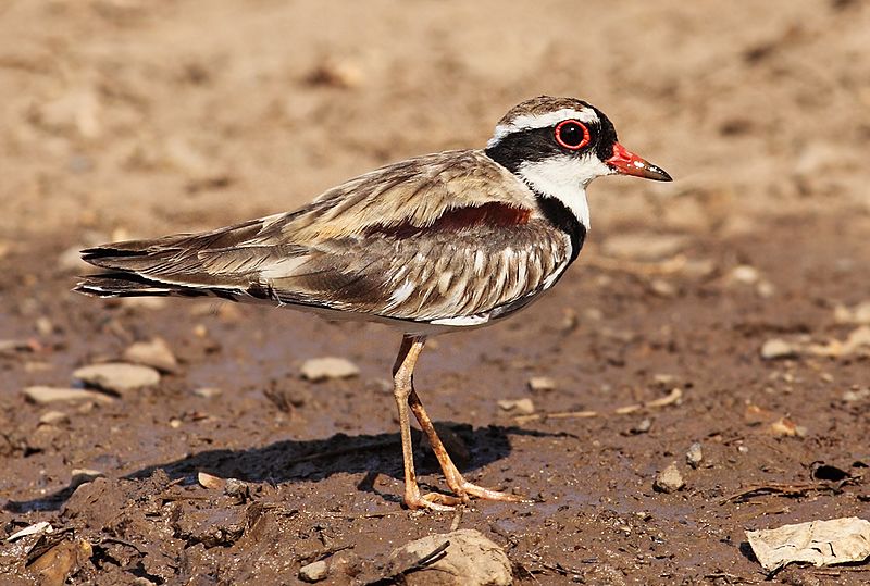 Black-fronted-dotterel444