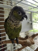 Black capped parakeet yawning on perch