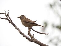 Booted Warbler, Iduna caligata