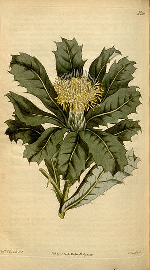 Botanical Magazine 1581 Dryandra floribunda