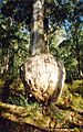Bottle Tree Eucalyptus cypellocarpa