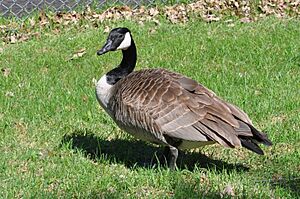 Canada Goose close up