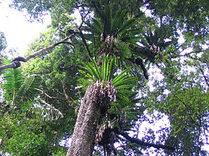 Canopy Goomburra Forest Reserve Main Range National Park