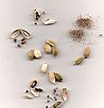 Cardamom-Dried-Seeds01