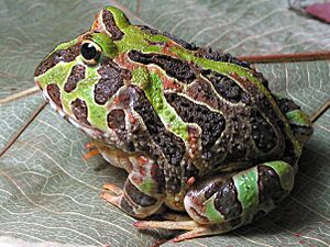 Ceratophrys stolzmanni.jpg