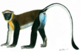 Chlorocebus dryas illustration