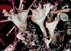 Cladonia grayi complex (EU)