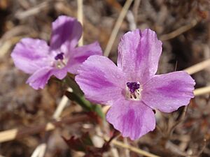 Clarkia purpurea subsp. quadrivulnera
