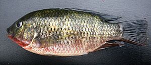 Redbreast tilapia Facts for Kids