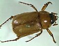 Cyclocephal borealis Adult