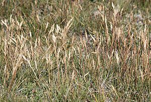 Danthonia intermedia mountain wild-oat grass