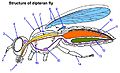 Dipteran-fly-structure