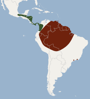 Distribution of Vampyrodes caraccioloi.png