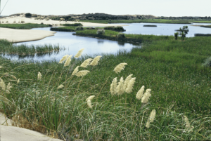 Dune Lake, Pouto