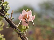 Eremophila forrestii hastieana (flower detail)