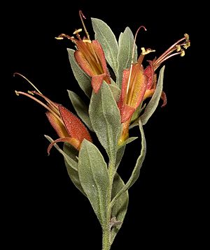 Eremophila glabra subsp. glabra - Flickr - Kevin Thiele.jpg