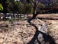 Erosion from loss of riparian vegetation Hidden Villa 2010