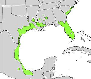 Erythrina herbacea range map.jpg