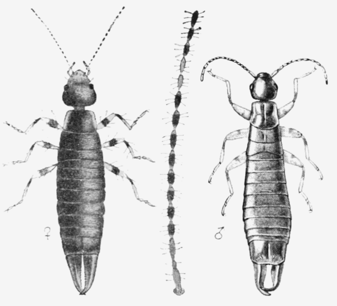 Euborellia annulipes FnM