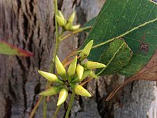 Eucalyptus amplifolia - buds