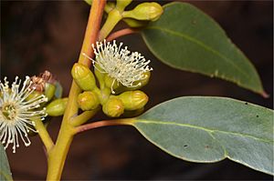Eucalyptus brachycalyx buds
