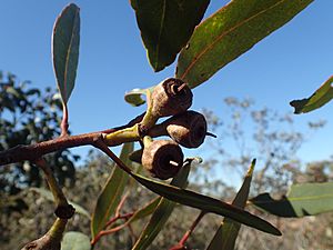 Eucalyptus kessellii fruit