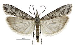 Eudonia psammitis male.jpg